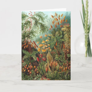 Vintage Muscinae, Moospflanzen von Ernst Haeckel Karte