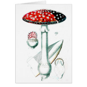 Vintage Mushroom-Illustration