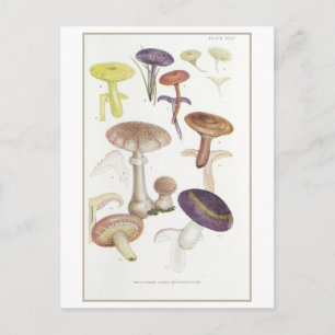 Vintage Mushroom-Illustration Postkarte