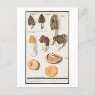 Vintage Mushroom-Illustration Postkarte