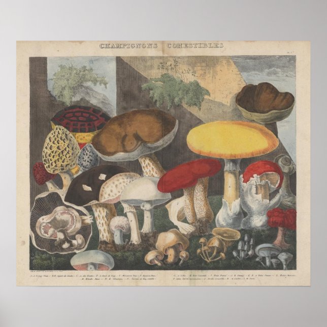 Vintage Mushroom Scientific Journal Art Poster (Vorne)