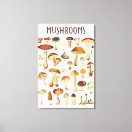 Vintage Mushroom-Übersicht Leinwanddruck