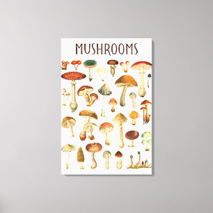Vintage Mushroom-Übersicht Leinwanddruck