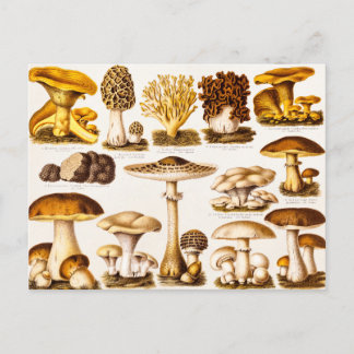 Vintage Mushroom-Varieté-Vorlage für 1800 Postkarte