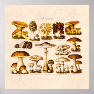 Vintage Mushroom Variety Mushroom-Template für 180 Poster