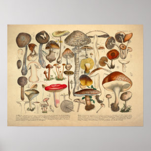 Vintage Mushroom Variety Red Yellow Print Poster
