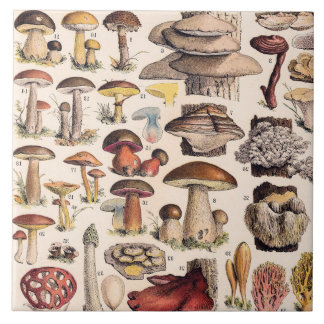 Vintage Mushrooms By Adolphe Millot Fliese