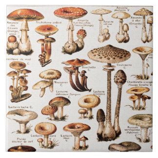 Vintage Mushrooms By Adolphe Millot Fliese