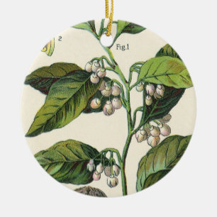 Vintage-Muskatnuss-Pflanzenfruchtsamen, Lebensmitt Keramik Ornament