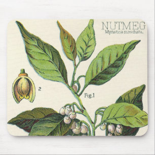 Vintage-Muskatnuss-Pflanzenfruchtsamen, Lebensmitt Mousepad