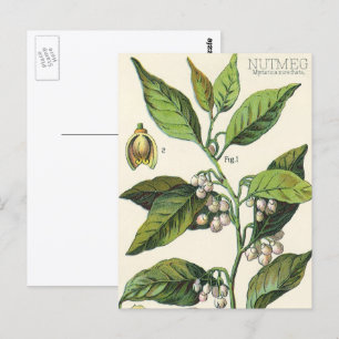 Vintage-Muskatnuss-Pflanzenfruchtsamen, Lebensmitt Postkarte