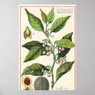 Vintage Muskatnuts-Pflanzen-Frucht-Samen, Poster