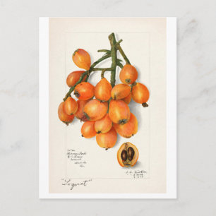 VINTAGE "MUSKELMELONEN" AMANDA ALMIRA NEWTON POSTKARTE