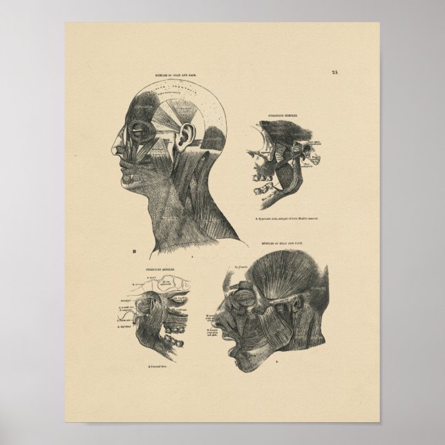 Vintage Muskeln Anatomie 1880 Druck Poster (Vorne)