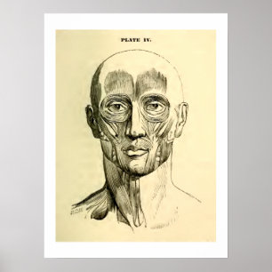 Vintage Muskeln der Anatomie-  des Gesichtes Poster
