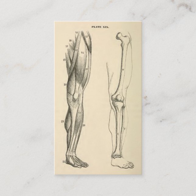 Vintage Muskeln der Anatomie-   | und Knochen des Visitenkarte (Vorderseite)