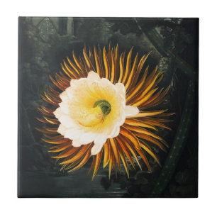 Vintage Nachtblühender Cereus Gothic Art Fliese