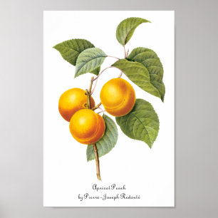 Vintage Nahrungsmittelfrucht, Aprikosen-Pfirsich Poster