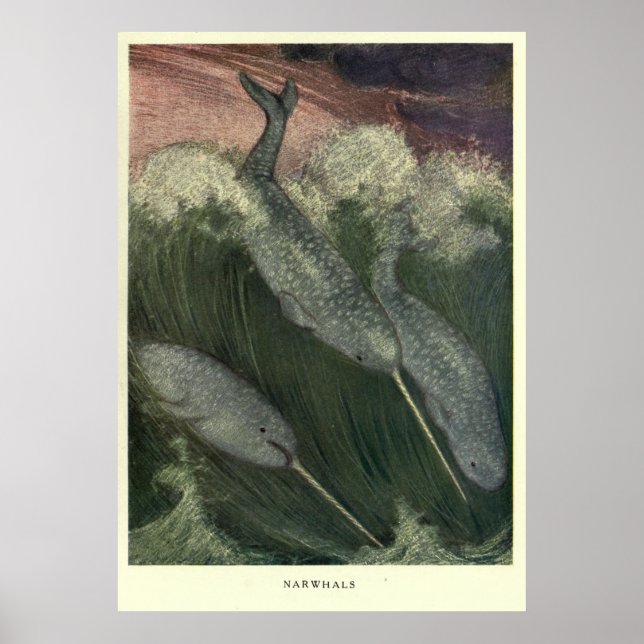 Vintage Narwhal-Malerei (1909) Poster (Vorne)