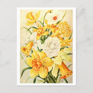 Vintage Narzisse und trostlose Illustration Postkarte