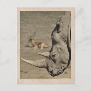 VIntage Nashorn Postkarte