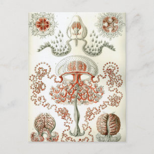 Vintage Naturkunde Ernst Haeckel Anthomedusae Postkarte