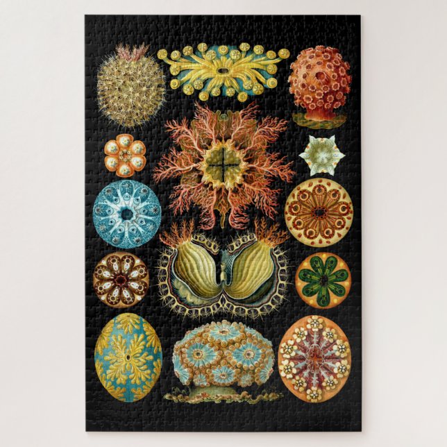 Vintage Nautische Ascidiae von Ernst Haeckel (Vertikal)