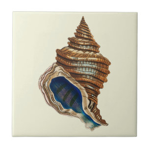 Vintage nautische George Shaw blaue Conch-Schnecke Fliese