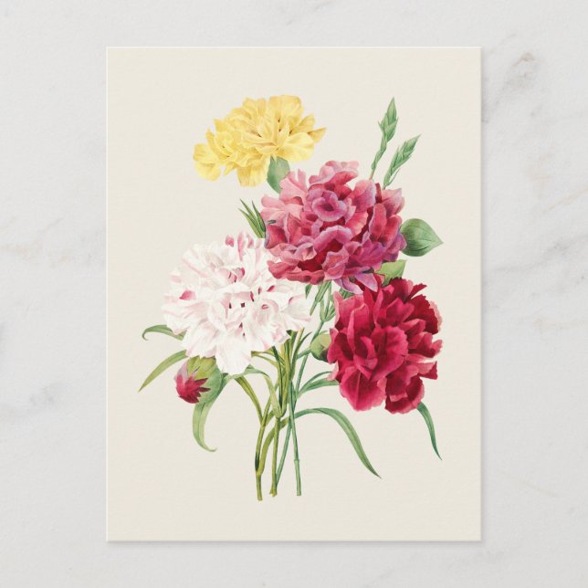 Vintage Nelken Botanische Illustration Postkarte (Vorderseite)