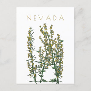 Vintage Nevada Staatsblume Reise Mid-Century Pos Postkarte