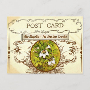 Vintage New Hampshire Staatsblumen-Postkarte Postkarte