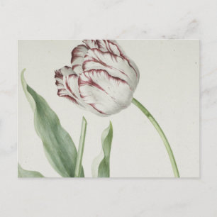 Vintage niederländische Kunst: Postkarte mit weiße
