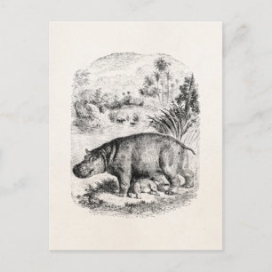 Vintage Nilpferd / Nilpferd säugt Nilpferdbabys Postkarte