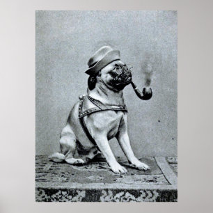 Vintage noble Mops-Fotografie Poster