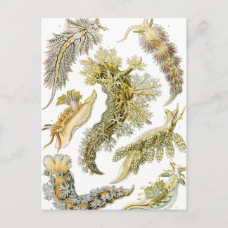 Vintage Nudibranchia, Sea Slugs von Ernst Haeckel Postkarte