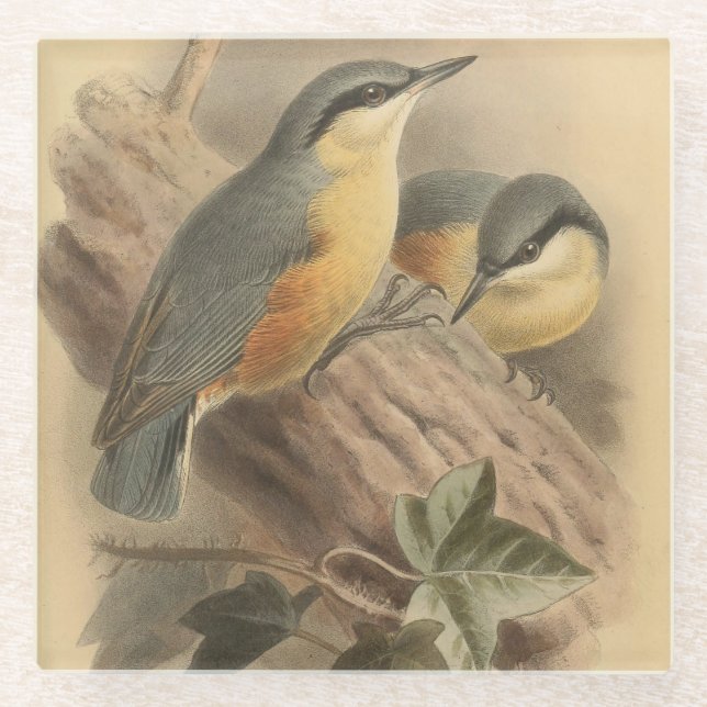 Vintage NuthatchIllustration Glasuntersetzer (Vorderseite)