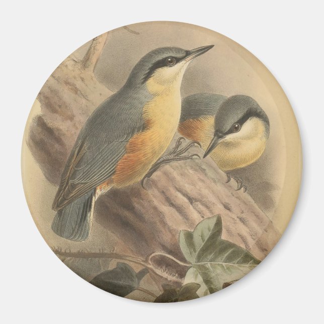 Vintage NuthatchIllustration Magnet (Vorne)