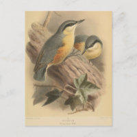 Vintage NuthatchIllustration