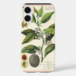 Vintage Nutmeg Pflanze Fruchtsaat, Gewürze für Leb title_seo2