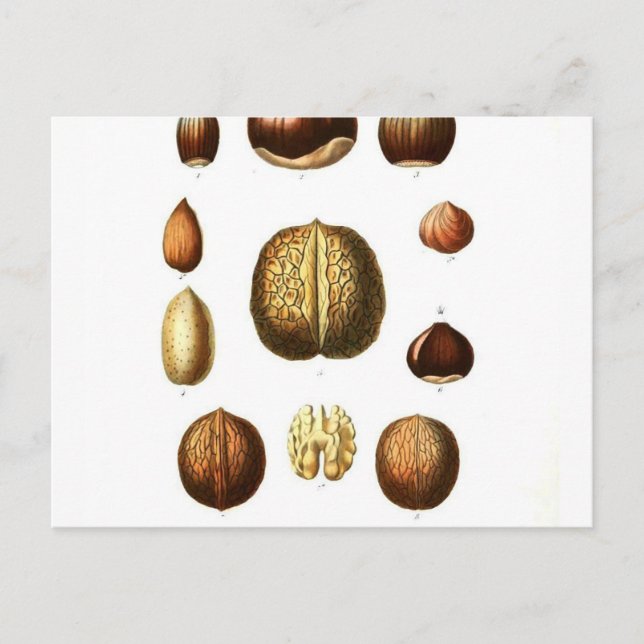 Vintage Nuts Botanische Schrift Postkarte (Vorderseite)