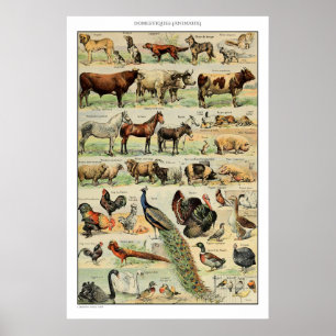 Vintage Nutztiere Vintage wissenschaftliche Bildun Poster