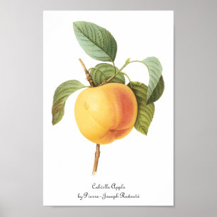 Vintage Obst Essen, Calville Apfel von Redoute Poster