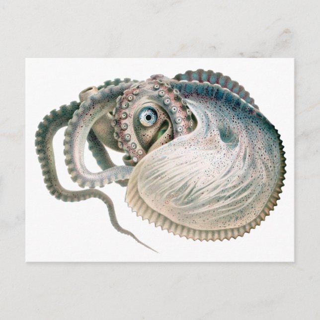 Vintage Octopus Argonaut, Meerestiere Postkarte (Vorderseite)