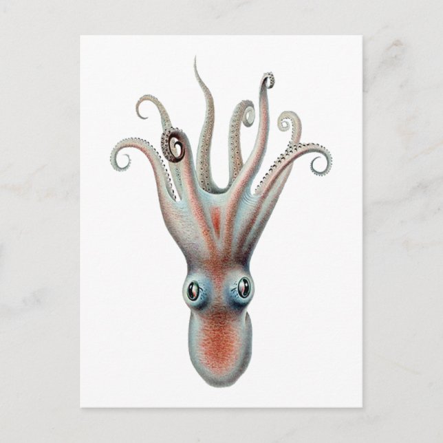 Vintage Octopus-Illustration Postkarte (Vorderseite)
