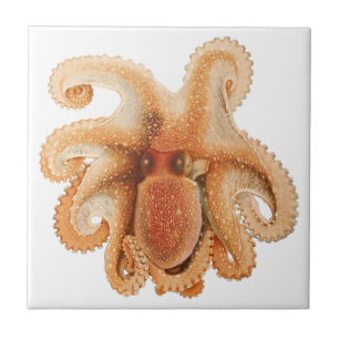 Vintage Octopus Salutii, Meerwassertiere Fliese
