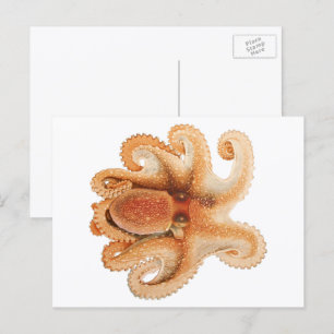 Vintage Octopus Salutii, Meerwassertiere Postkarte