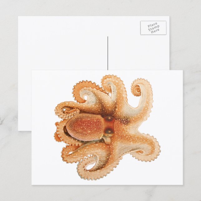 Vintage Octopus Salutii, Meerwassertiere Postkarte (Vorne/Hinten)