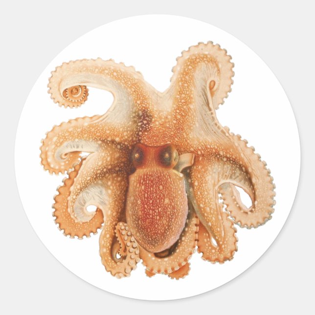 Vintage Octopus Salutii, Meerwassertiere Runder Aufkleber (Vorderseite)
