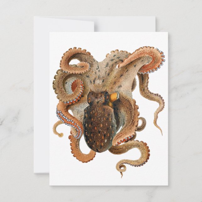 Vintage Octopus Vulgaris, Meerestiere (Vorderseite)