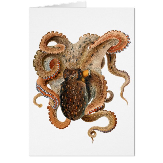 Vintage Octopus Vulgaris, Meerestiere (Vorne)